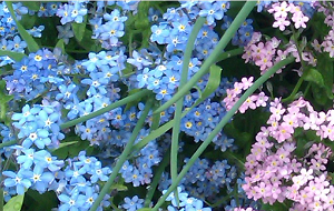 6_5_6_10_19_31_priroda.PNG